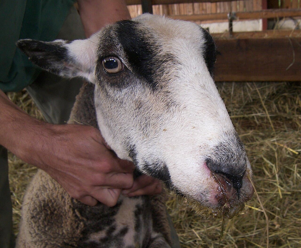 Blauzungenkrankheit erreicht Niedersachsen: Was Tierhalter im Landkreis Gifhorn jetzt wissen müssen