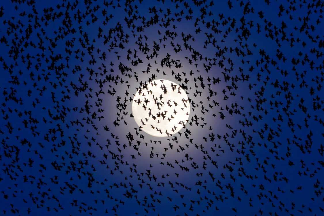 Naturschauspiel am Nachthimmel: Tausende Stare tanzen vor dem leuchtenden „Wurmmond“