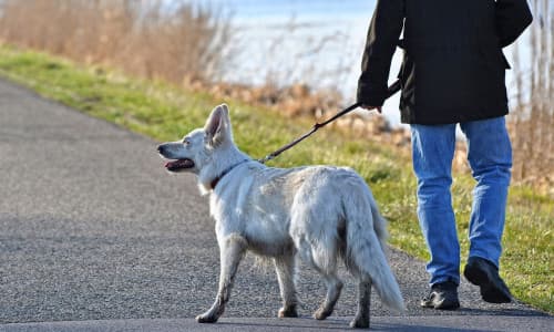 Schutz für Rehkitz & Co.: Strenge Leinenpflicht im Landkreis Gifhorn beginnt – Was Hundebesitzer jetzt wissen müssen