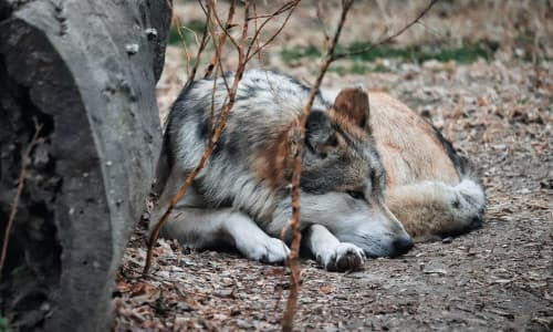 Hightech im Wolfsrevier: Was der Sender einer jungen Wölfin aus Ehra-Lessien verraten soll