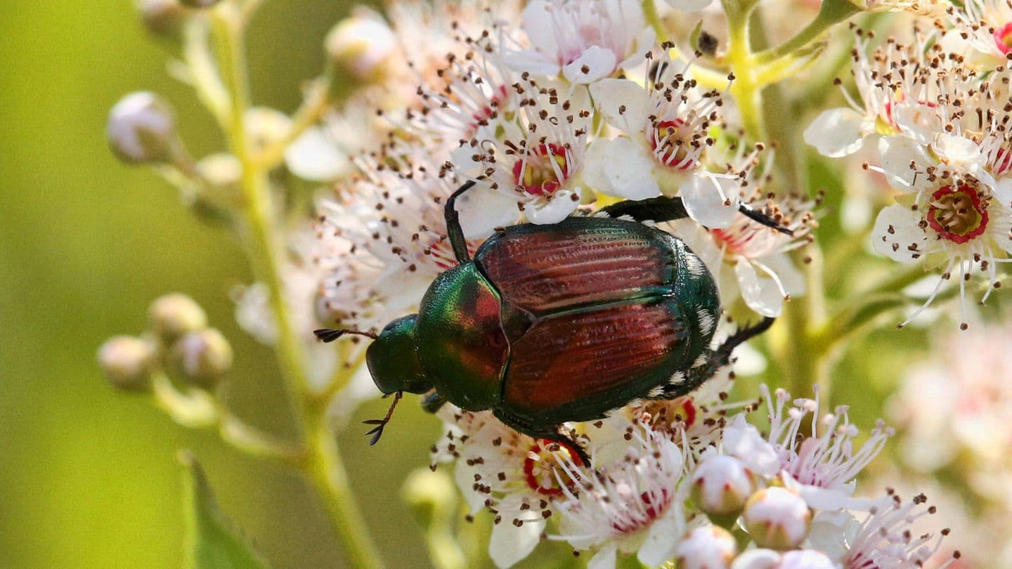 Goldschakal, Riesen-Zecke & Co.: Diese neuen Tierarten erreichen den Landkreis Gifhorn