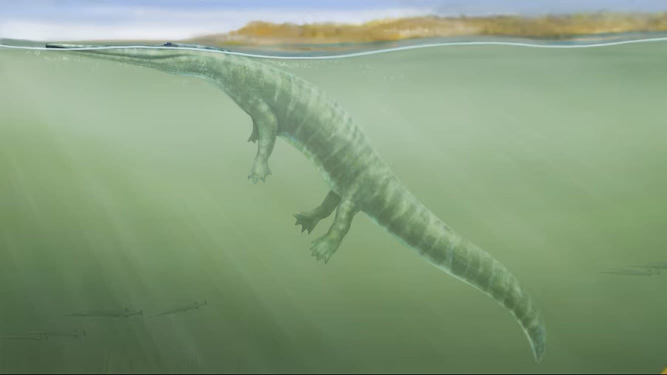 Fossilien-Fund: Urzeitliches Amphibium reiste von Norwegen nach Australien