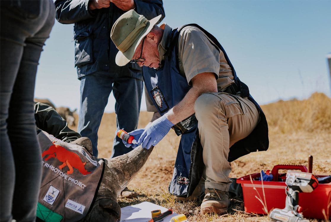Radioaktive Isotope sollen Nashörner vor Wilderern schützen – Ein innovativer Ansatz?