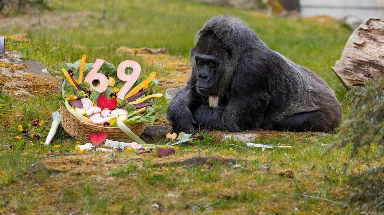 Ältester Gorilla der Welt, bekannt für ihre würdevolle Art, feiert 69. Geburtstag