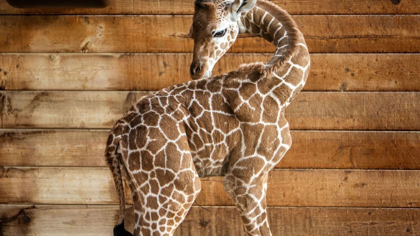 Ein kleiner Riese mit großer Mission: Giraffenbaby Mumbi kämpft sich im Opel-Zoo ins Leben